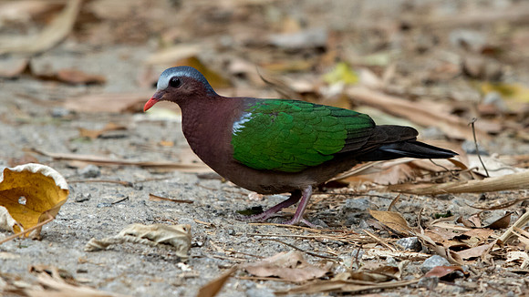 Common Emerald Dove (Chalcophaps indica)