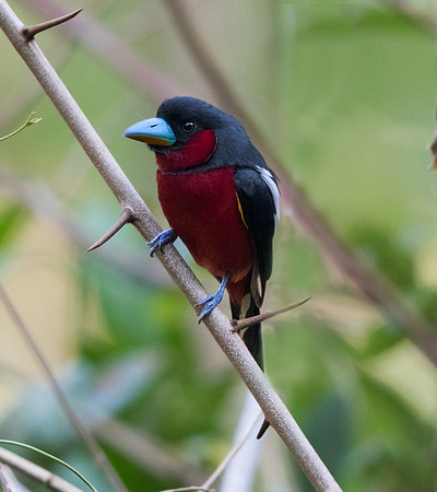 Black-and-red broadbill (Cymbirhynchus macrorhynchos) Male