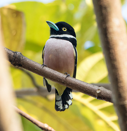 Black-and-yellow broadbill (Eurylaimus ochromalus) Male
