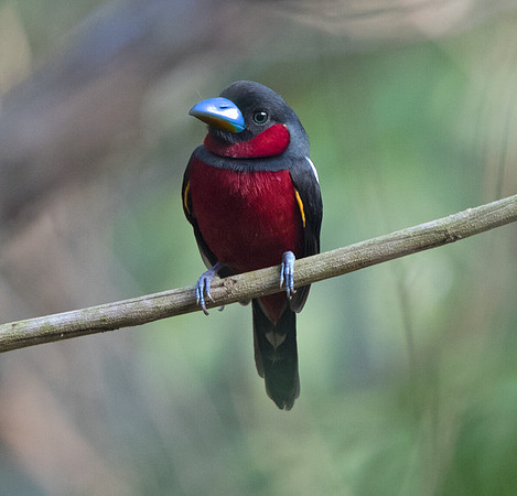Black-and-red broadbill (Cymbirhynchus macrorhynchos) Male