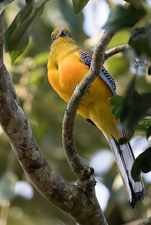 Orange-breasted trogon (Harpactes oreskios)