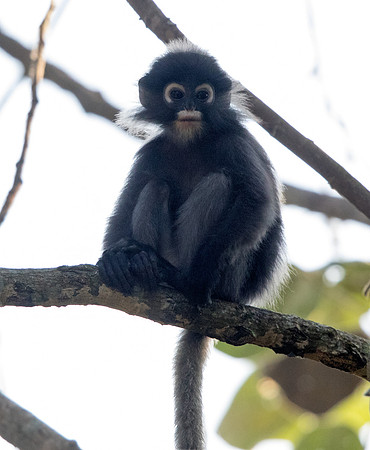 Dusky leaf monkey (Trachypithecus obscurus) Juv