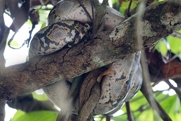 Reticulated Python (Broghammerus reticulatus)