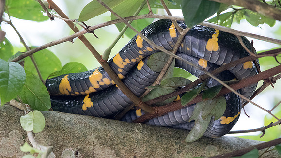Mangrove snake (Boiga dendrophila)