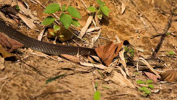 Indo-Chinese rat snake (Ptyas korros)