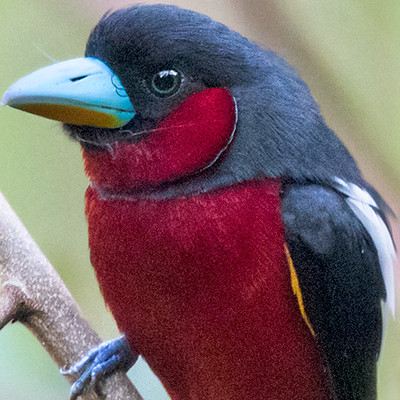 Black-and-red broadbill (Cymbirhynchus macrorhynchos) Male