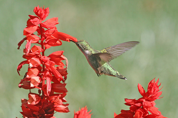 Ruby-throated Hummingbird (Archilochus colubris) female