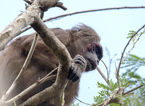 Stump-tailed macaque (Macaca arctoides)