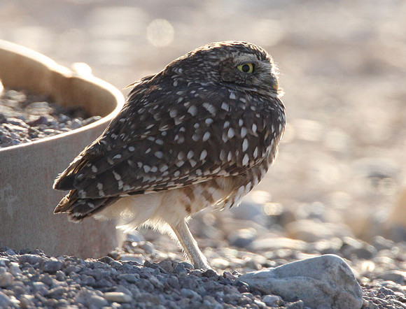 Burrowing Owl (Athene cunicularia)
