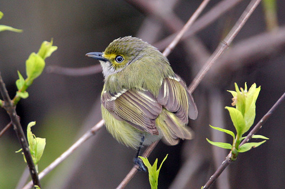White-eyed Vireo (Vireo griseus)