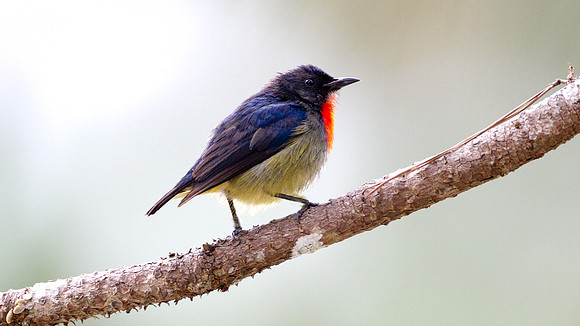 Bornean Flowerpecker (Dicaeum monticolum)