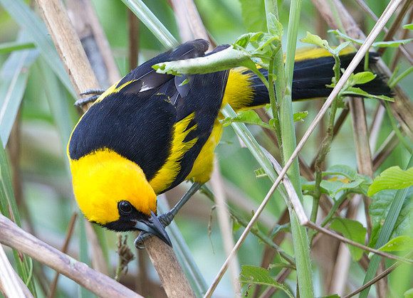 Yellow-tailed Oriole (Icterus mesomelas)