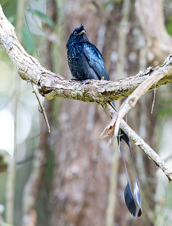 Greater racket-tailed drongo (Dicrurus paradiseus)