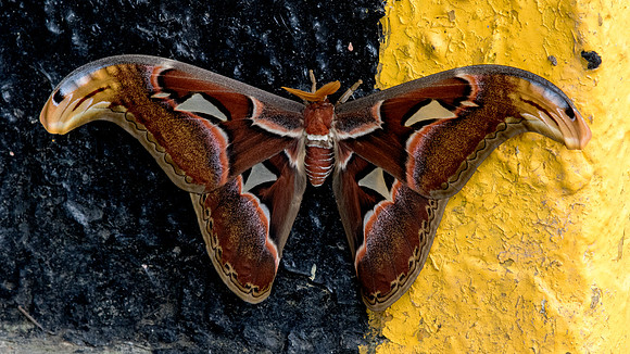 Atlas moth (Attacus atlas)