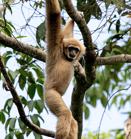Lar gibbon (Hylobates lar)
