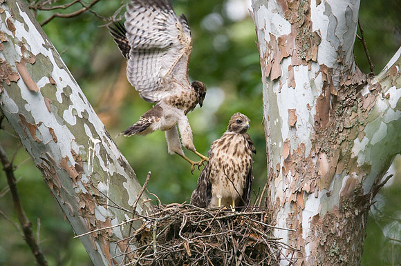 Red-shouldered Hawk (Buteo lineatus) juvenile