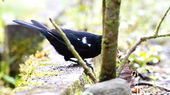 Blackish Antbird (Cercomacra nigrescens)