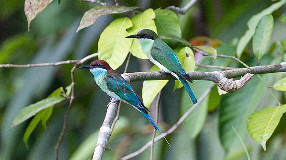 Blue-throated Bee-eater (Merops viridis) juvenile, male