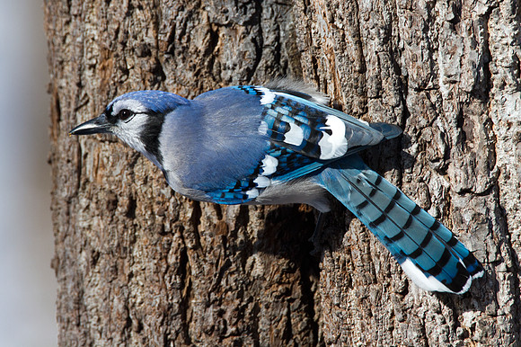 Blue Jay (Cyanocitta cristata)