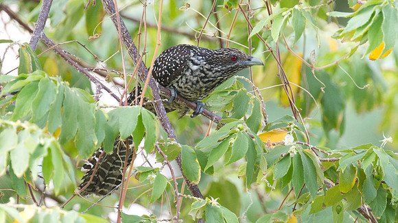 Asian Koel (Eudynamys scolopaceus) Female
