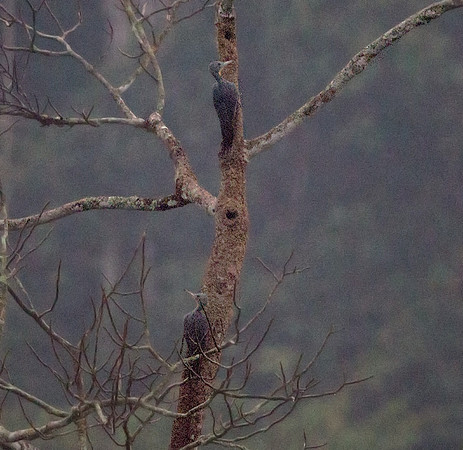 Great slaty woodpecker (Mulleripicus pulverulentus)