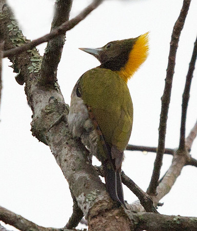 Chequer-throated yellownape (Chrysophlegma humii)