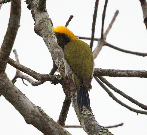 Chequer-throated yellownape (Chrysophlegma humii)