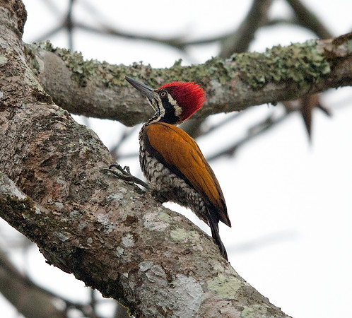 Greater flameback (Chrysocolaptes guttacristatus)