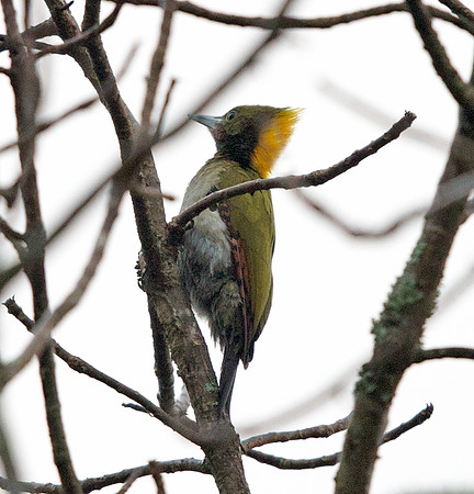 Chequer-throated yellownape (Chrysophlegma humii)