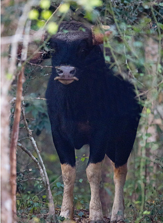 Gaur (Bos gaurus)