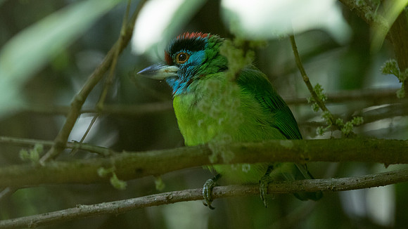 Red-crowned barbet (Megalaima rafflesii)