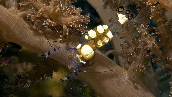 Peacock-Tail Anemone Shrimp (Periclimenes Brevicarpalis)
