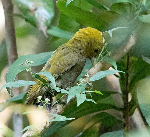 Rufous woodpecker (Micropternus brachyurus)