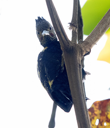 Black-and-buff woodpecker (Meiglyptes jugularis)