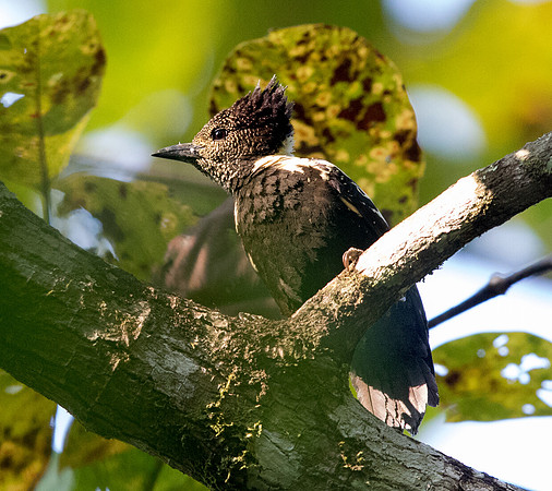 Black-and-buff woodpecker (Meiglyptes jugularis)