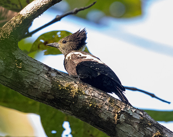 Black-and-buff woodpecker (Meiglyptes jugularis)