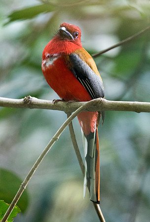 Red-headed trogon (Harpactes erythrocephalus) Male