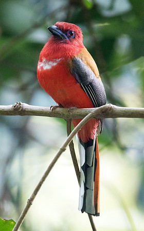 Red-headed trogon (Harpactes erythrocephalus) Male