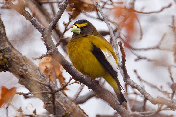 Evening Grosbeak (Coccothraustes vespertinus)