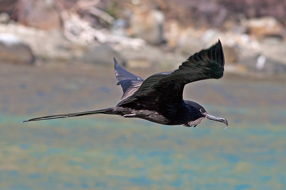 Magnificent Frigatebird (Fregata magnificens) Male