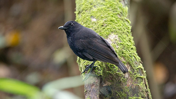 Bornean Whistling Thrush (Myophonus borneensis)