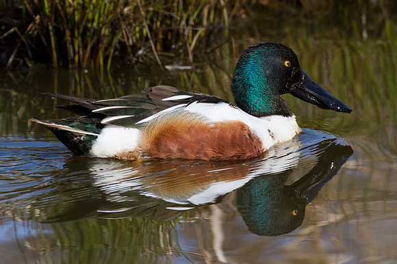 Northern Shoveler (Anas clypeata)