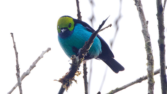 Paradise Tanager (Tangara chilensis)