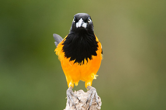 Venezuelan Troupial (Icteris icteris)