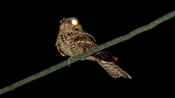 White-tailed Nightjar (Caprimulgus cayennensis)