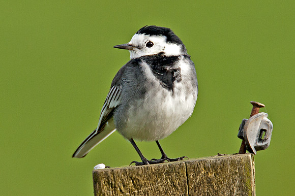 White Wagtail (motacilla alba yarrellii)