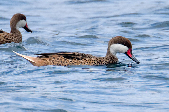 White-cheeked Pintail (Anas bahamensis) also known as Bahama Pintail