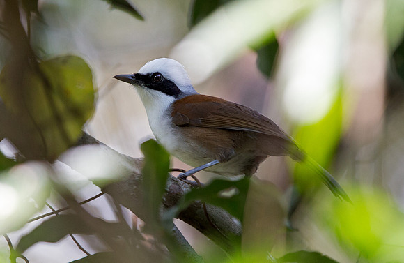 White-crested laughingthrush (Garrulax leucolophus)