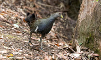 Tasmanian Native Hen Gallinula mortierii
