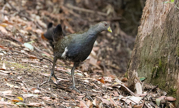 Tasmanian Native Hen Gallinula mortierii